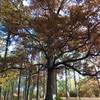 Majestic Red Oak with wide spread branches