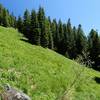 Lush meadow of the southeast side of Grayback Mountain