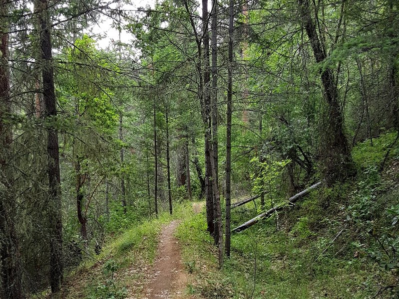 Heading into Deming Gulch