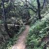 Surprisingly lush forest on the Eaton Trail