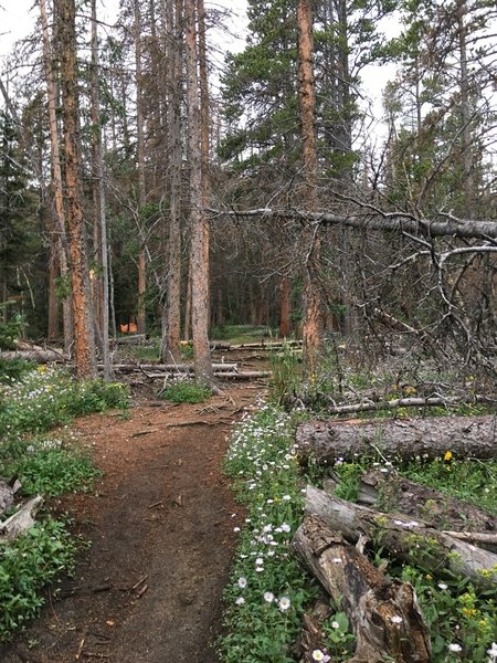 Flowers along the trail to Shavano