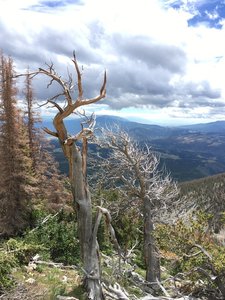 Windswept Pine on the descent from Shavano
