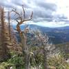 Windswept Pine on the descent from Shavano