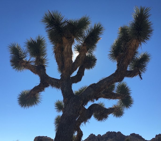 Joshua Tree on Maze Loop trail.