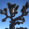 Joshua Tree on Maze Loop trail.