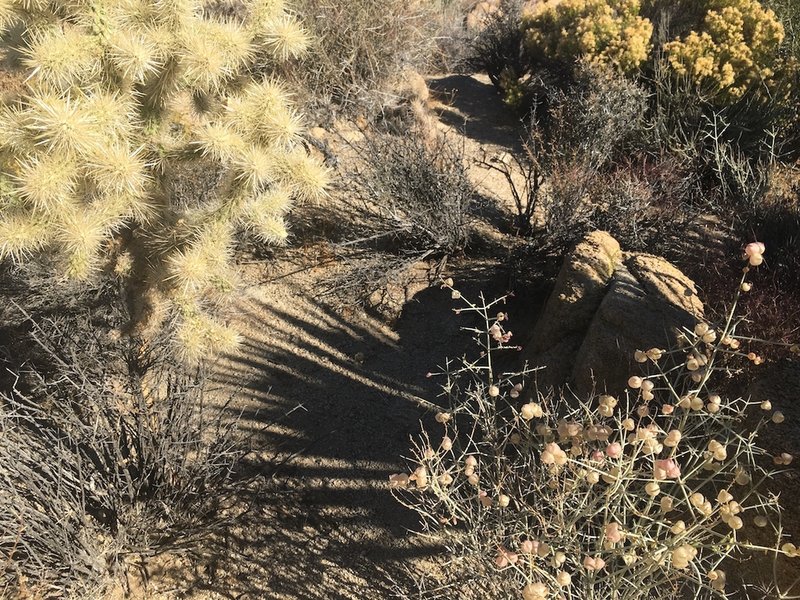 Flowering plants along Maze Loop trail.