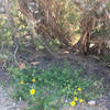 Flowering plant in the shade of a Juniper tree along Maze Loop trail.