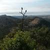 Buzzards on Mount Scott