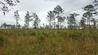 Typical scenery on the White Loop Trail