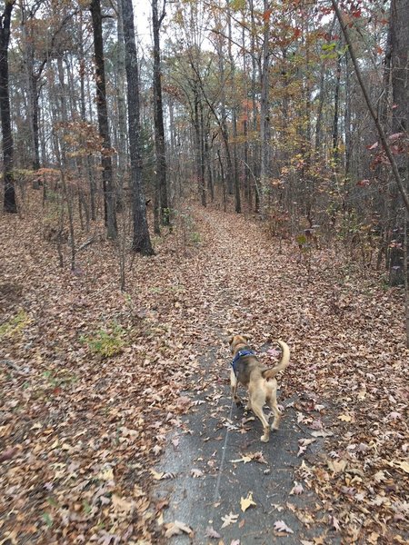 Trail is short, paved, and ideal for pets and runners.