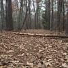 Surrounded by trees on this short trail.  The paved path gets covered with leaves in the fall, which can make it slippery.