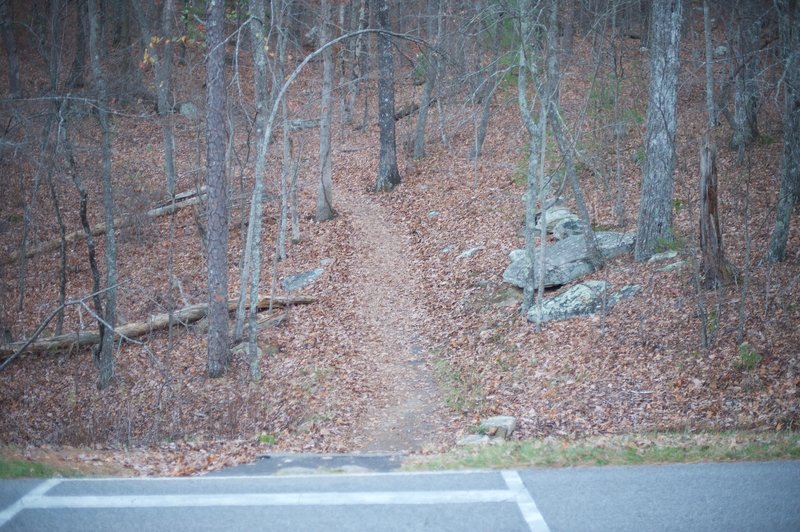 The trail as it crosses the road and enters the woods.