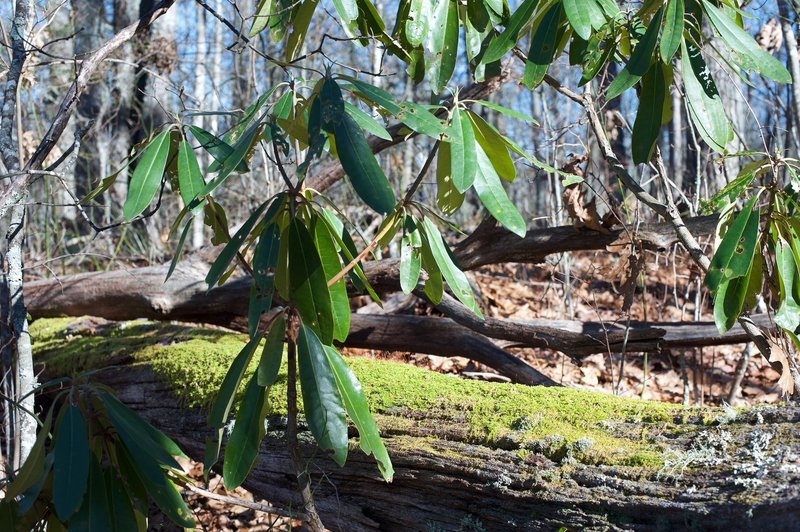 Rhododendron sit beside the trail, and a moss-covered log.