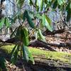 Rhododendron sit beside the trail, and a moss-covered log.