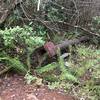 A long abandoned water pipe used for hydraulic in late 1800s.