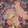 Leaves changing colors in the fall.   Fall in the smokies is great.