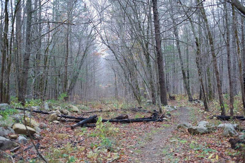 At this point, the trail runs along the old road that use to run up to the farm.