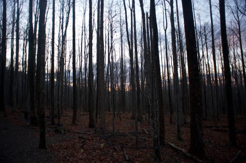 The forest as the sun sets in late fall.