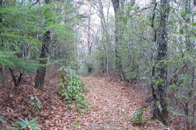 The trail as it makes its way through the woods.  The oak trees are large throughout the woods.