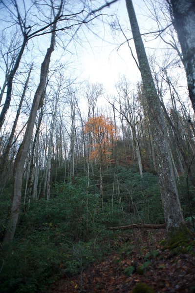 A tree shines bright orange in the fall against the green backdrop of the forest.