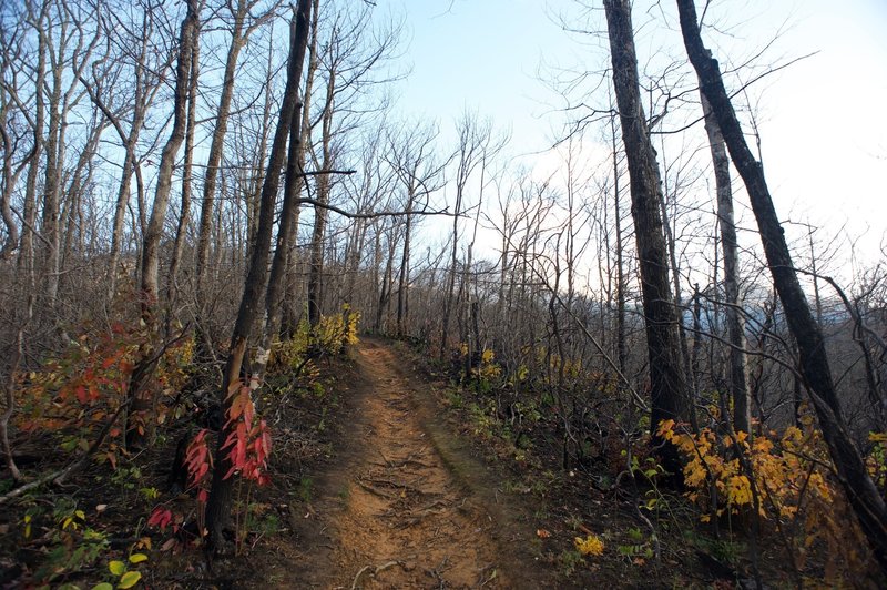 The trail emerges on a ridge that was burnt by the Chimney Fire in 2016.  New growth maple sprouts, evergreen trees, and other bushes can be seen as the forest begins healing.