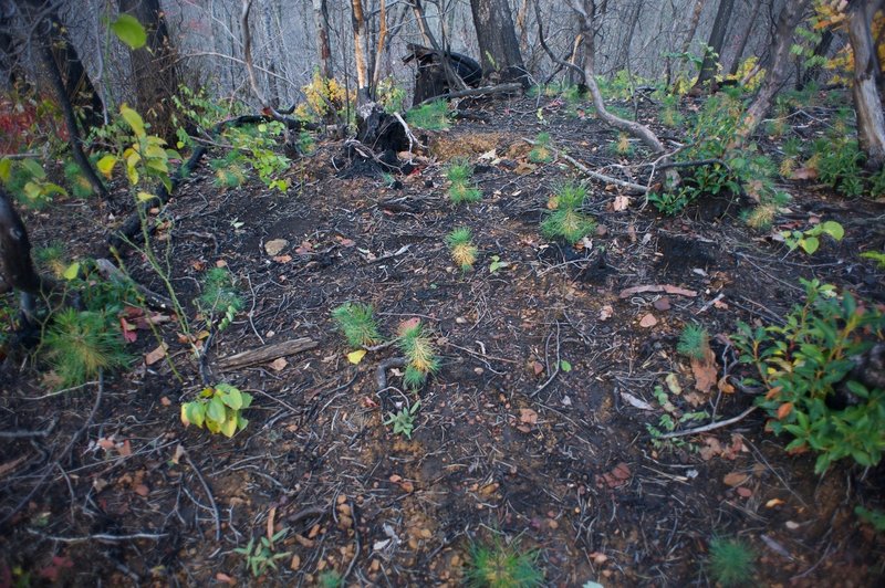 Seeds from pine cones have sprouted as the forest begins to recover from the Chimney Fire.