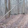 Turkeys scavenge for nuts in the fall along the trail.