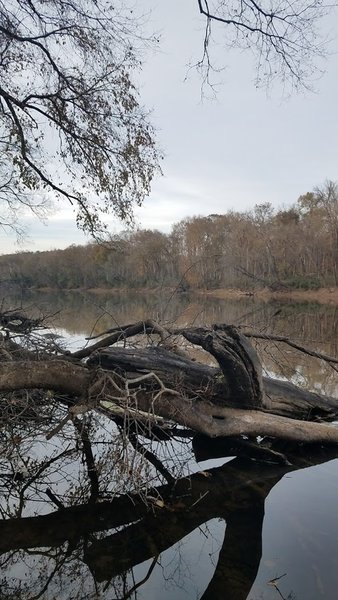 View of the Cape Fear River