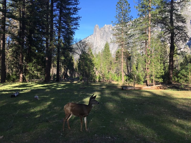 One of Yosemite's full time residents.