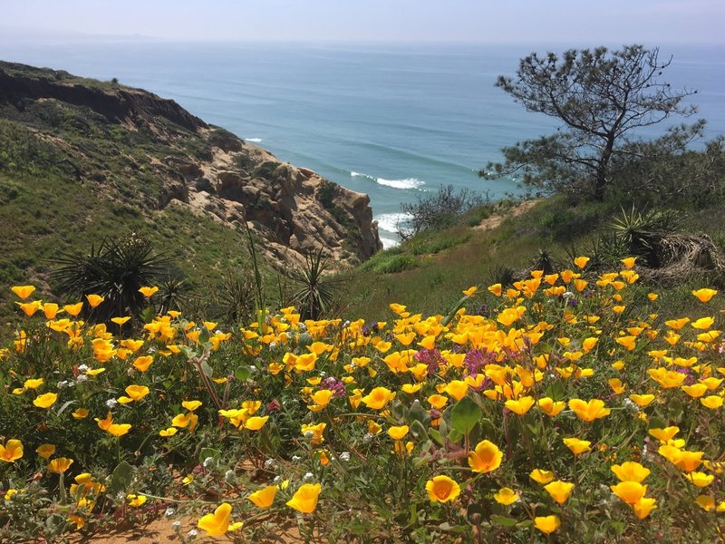 Torrey Pines State Reserve