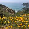 Torrey Pines State Reserve