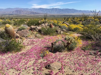 Super bloom in Anza Borrego