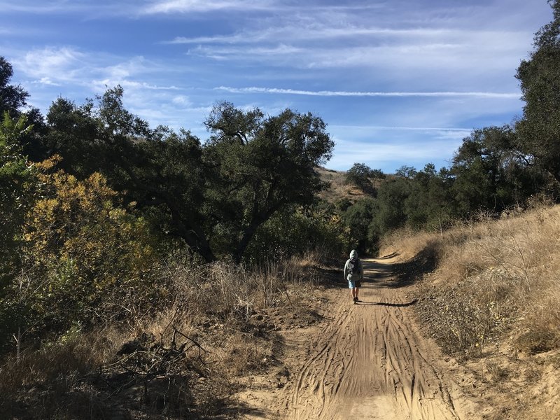 Willow, and Sycamore Trees along Telegraph Canyon Trail