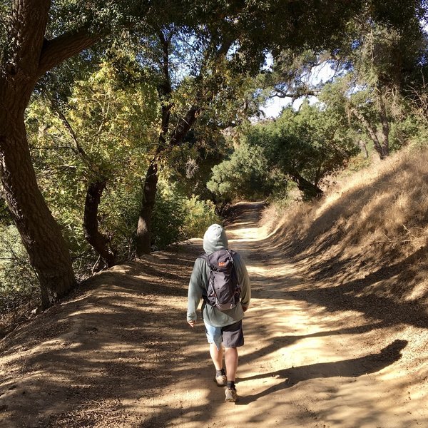 Willow and Sycamore Trees along Telegraph Canyon Trail