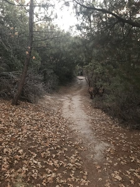 Typical trail for the first 3/4 of a mile - lots of surrounding brush with no views and steady climbing.