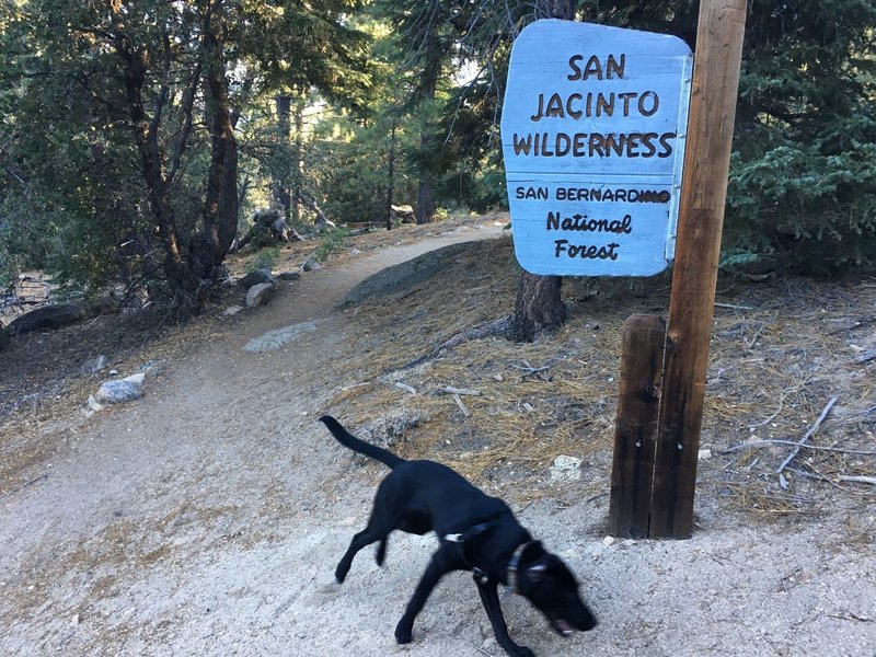 Timber starting the South Ridge Trail.