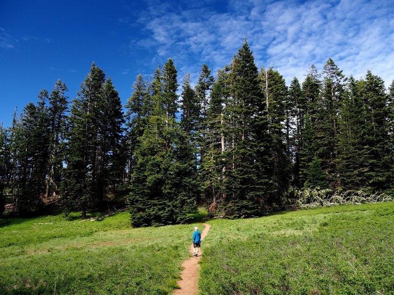 Crossing one of the meadows