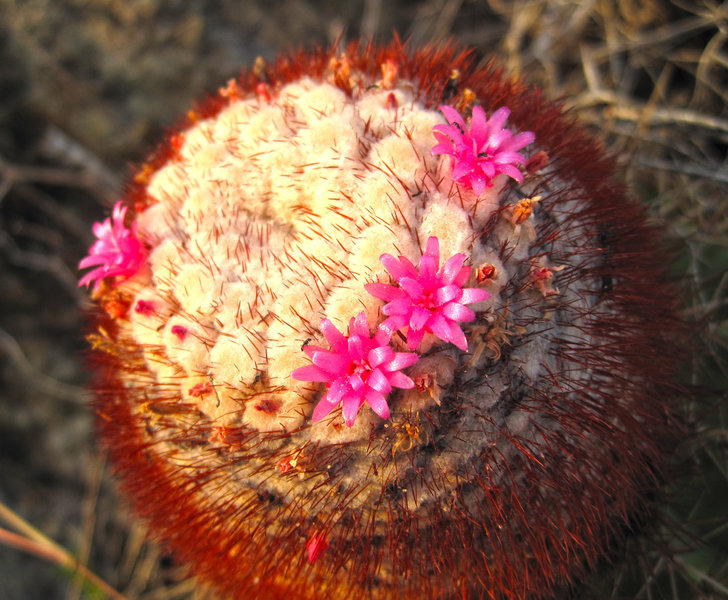 Flowers along the trail.