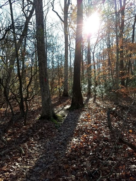 Sun shining through the trees where the trail gives you a quick breather.