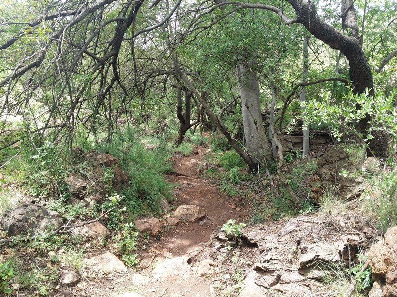 A view of the Krokodilberg trail ascent.