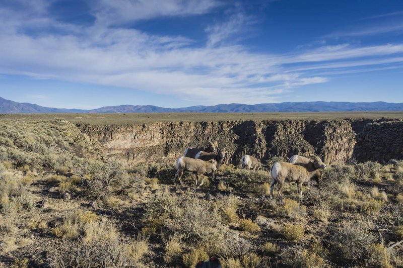 Bighorn Sheep on the rim of the Rio Grande Canyon