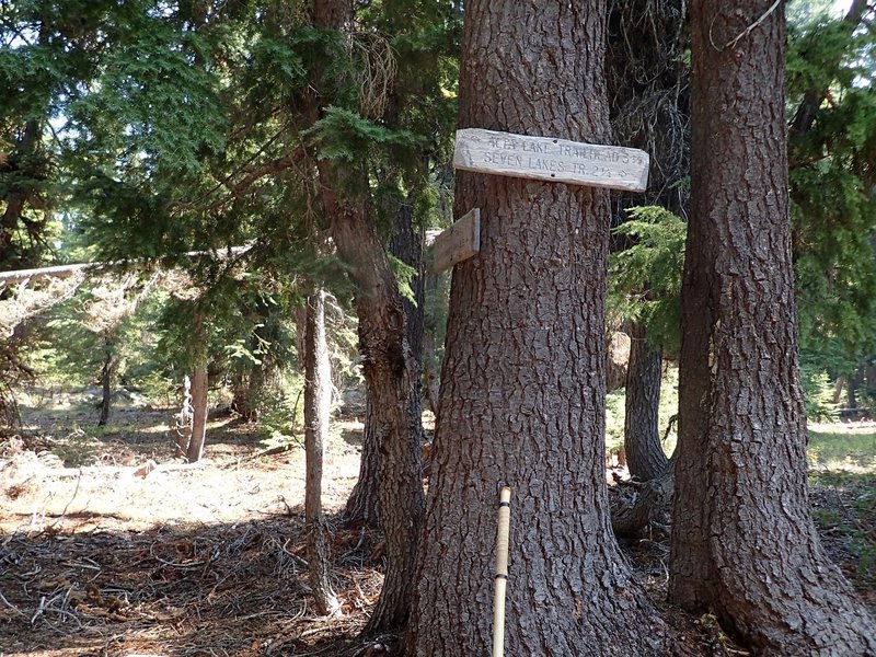 The signed junction with the now abandoned King Spruce Trail #990