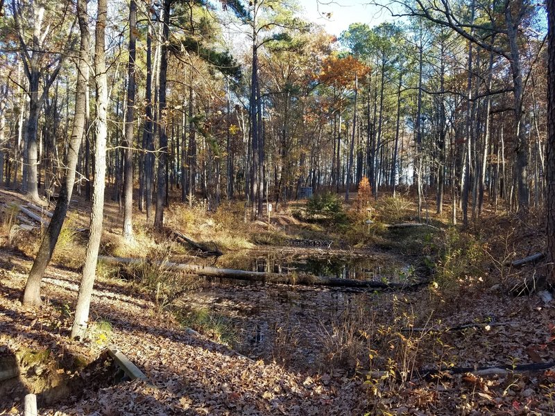 The Herp Habitat