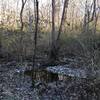 Stream Running by the Woodland Trail