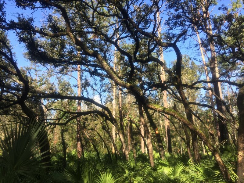 Cool trees along the trail