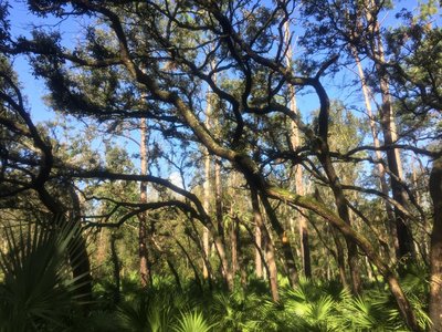 Cool trees along the trail