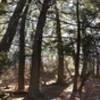 A lovely Hemlock grove on the ridge