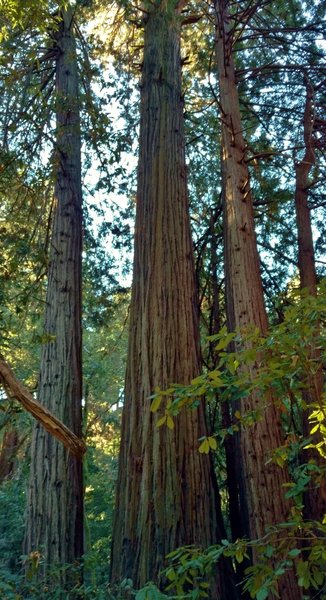 Giant, majestic old growth redwoods along the Old Growth Loop Trail