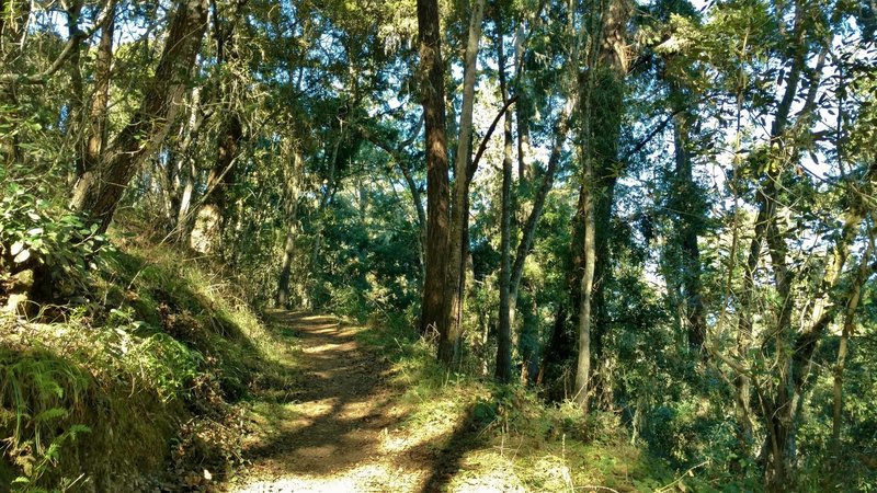 Mixed oak woods along the sunny, higher section of Oak Ridge Trail