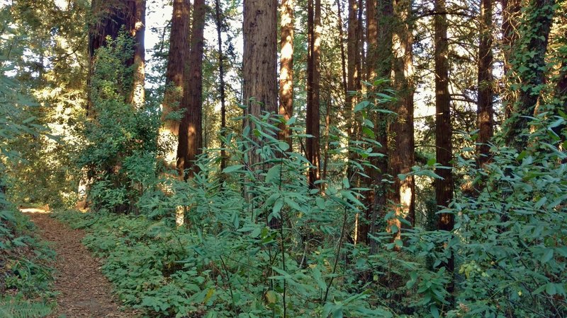 Redwood forest along the lower section of Oak Ridge Trail